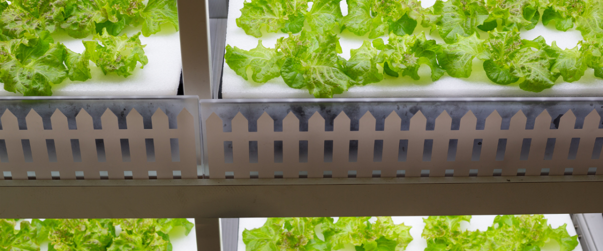 Hydroponic Systems for Beginners: A Comprehensive Guide