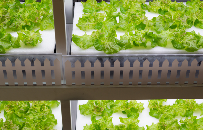 Hydroponic Systems for Beginners: A Comprehensive Guide