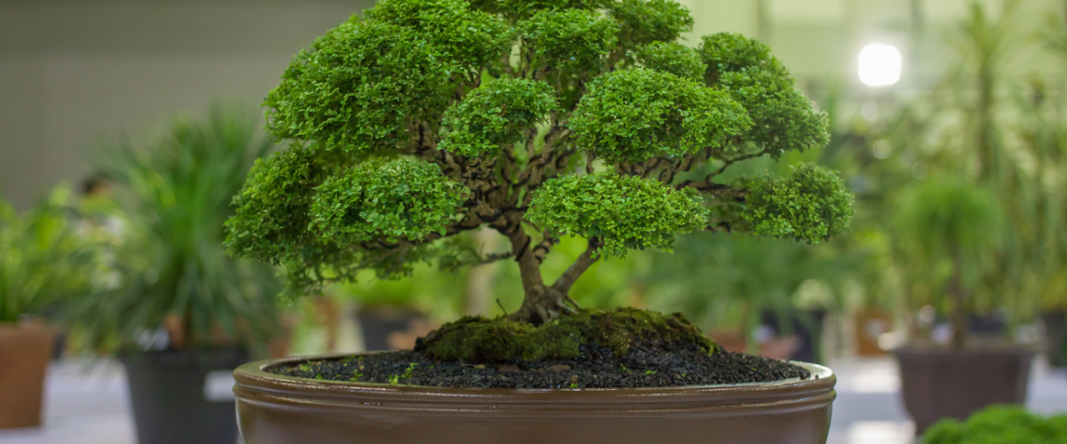 Bonsai Tree Kits: Master the Art of Miniature Trees