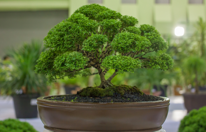 Bonsai Tree Kits: Master the Art of Miniature Trees