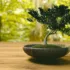 Complete Bonsai Tree Kits: Essential Tools for Aspiring Enthusiasts