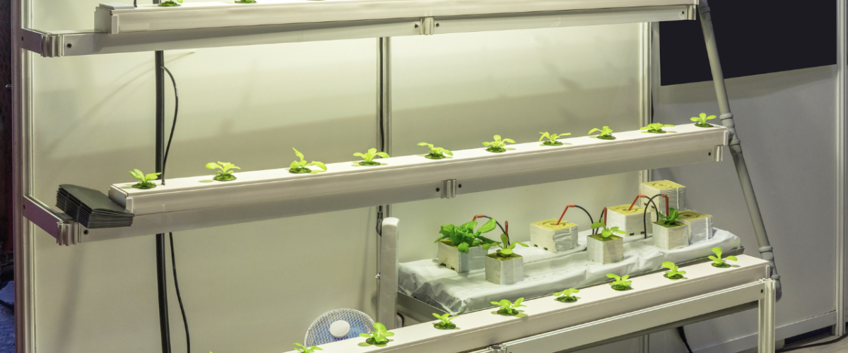 Hydroponic Systems with LED Lights: Efficient Indoor Growing Solutions