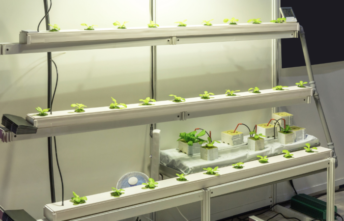 Hydroponic Systems with LED Lights: Efficient Indoor Growing Solutions