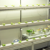 Hydroponic Systems with LED Lights: Efficient Indoor Growing Solutions